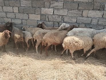 satdig quslar: Salam tam saglam heyvanlar satilir qoyun quzu keci cepis qoc kime ne — 7
