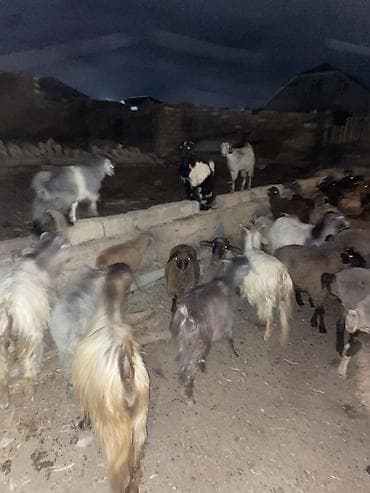 Mal-qara: 13 baş keçi çepiş 1 baş Teke Cemi 14 baş heyvandi — 10