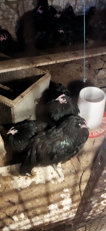 Heyvanlar üçün mallar: Toyuq, Damazlıq — 9