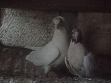 Голуби: Qənbərbaş qəvvas göyərçin cütü,balalarida özləri kimi erkək kəkilli — 3