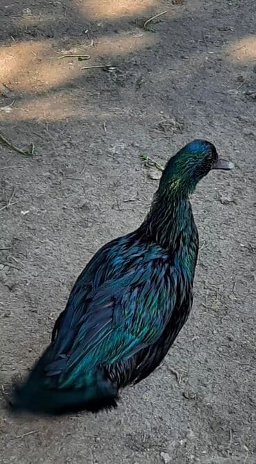 pinqvin ördək: Kayuqa ördəkləri, orjinal sort.Barter də olar. Saxlamaq üçün hazır — 4