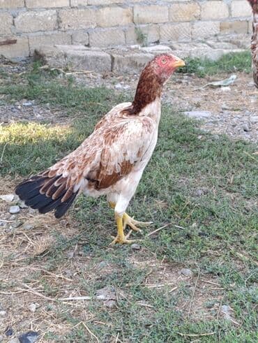 yerli inekler: Петух, лет: <1 — 6