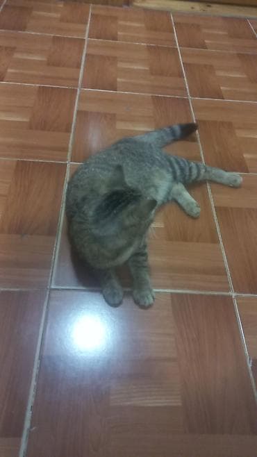 Pişiklər: Tabbi — 2