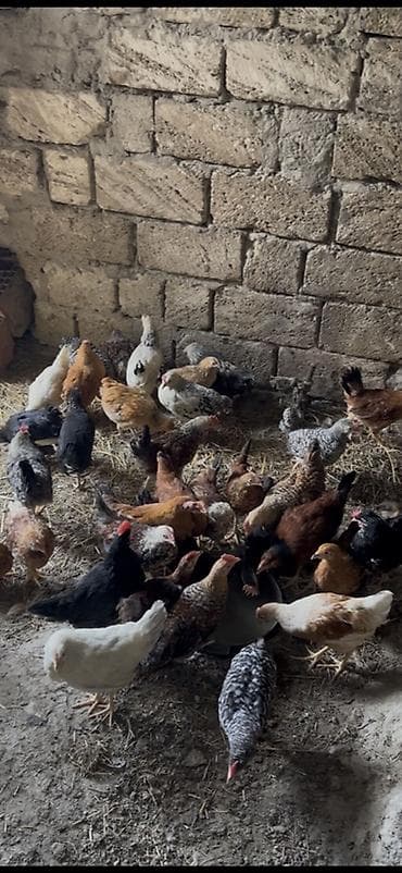 kənd toyuqlarının satışı: Toyuq, Damazlıq — 1