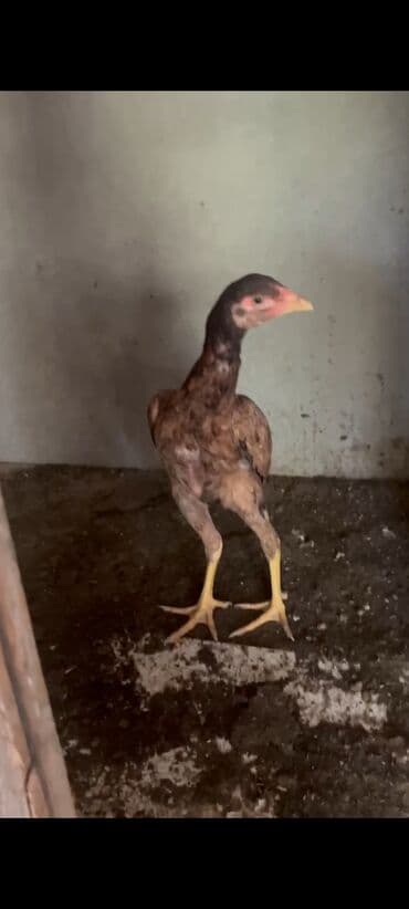 Inəklər, öküzlər: Toyuq, Damazlıq, Ödənişli çatdırılma — 1