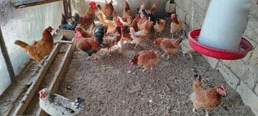 cins ineklerin qiymeti: Toyuq, Broyler, Yumurtalıq, Ünvandan götürmə — 1