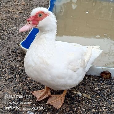 Mal-qara: Satilir təmiz heyvanlardi — 5