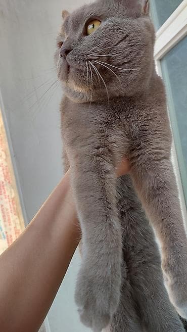 котёнок в добрые руки: Шотландская, Самец, В добрые руки, Платная доставка — 5