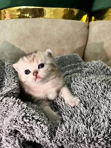 dovşan balasi: 100 ile 500 arasi cins saf qan saqlam pisiklerimiz var sekilde olmayan — 9