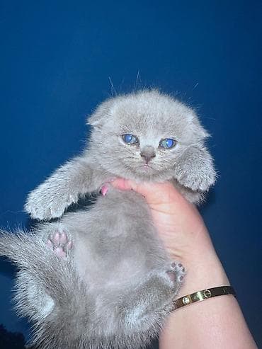 Şotland yastı qulaq