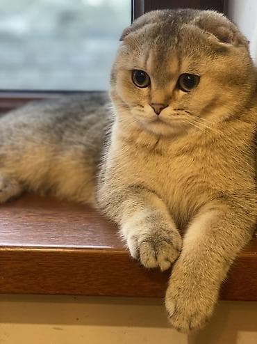 sotlant pisiyi: Şotland yastı qulaq, Erkək, Ünvandan götürmə — 2