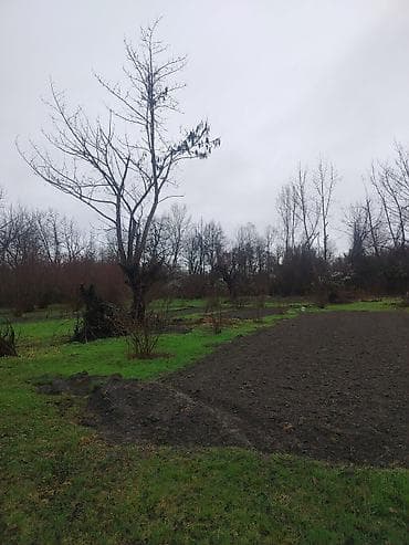 binə savxozda torpaq: Kənd təsərrüfatı — 2