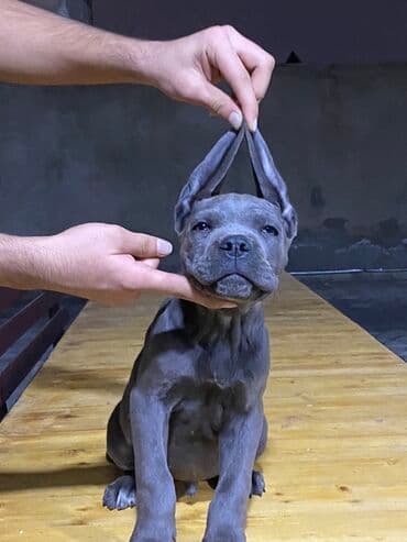 сколько стоит кане корсо: Кане-корсо — 1