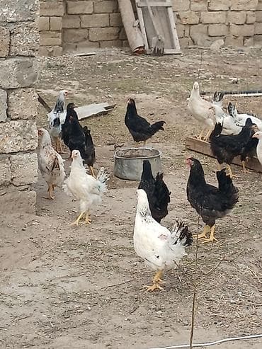 keci seki: Toyuq, Ətlik — 4