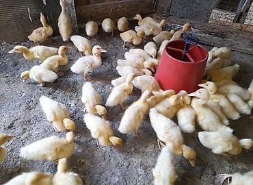 xaski gence: Ordek balalari: - Şəkillərdə çoxsaylı sağlam ördək balaları — 1