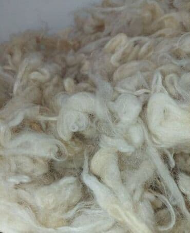 yun: Təmiz,yuyulub,didilmiş qoyun yunu satılır. Kiloqramı 10manatdan.Real — 1