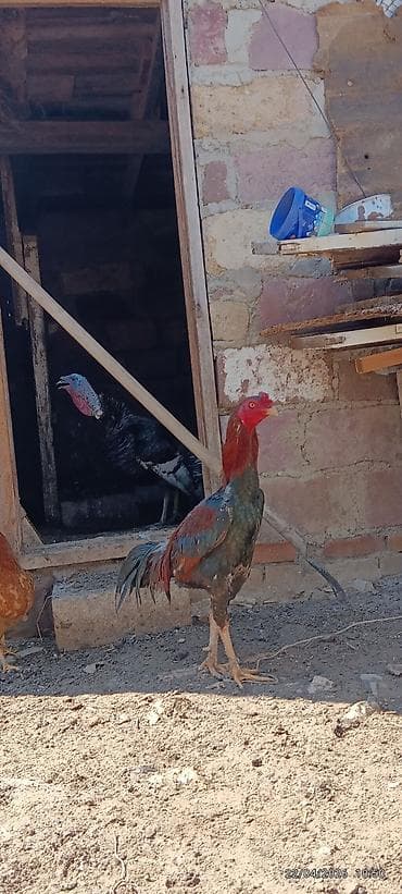 Xoruz, il: 2, Ünvandan götürmə — 2