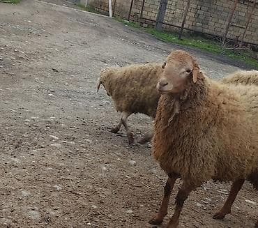 romanov qoyunu satışı: DAMAZLIQ ERKƏK SATILIR. - Şəkillərdə görünən yerli cins qoyunlar - — 2
