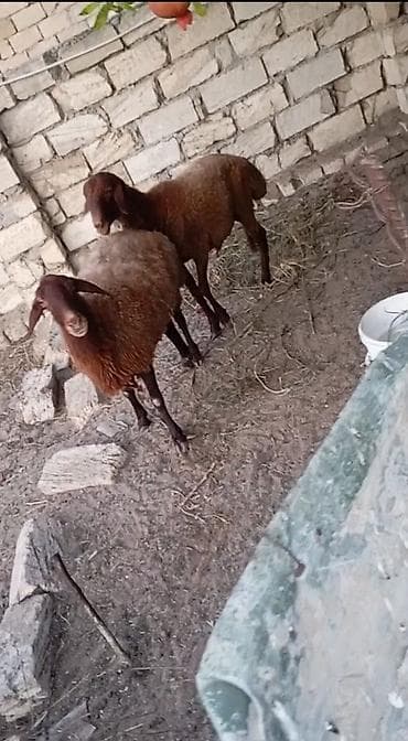 at satilir: Erkək, il: 1, Damazlıq, Ünvandan götürmə — 1