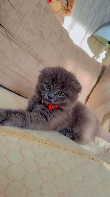 dana satişi: Şotland yastı qulaq — 5