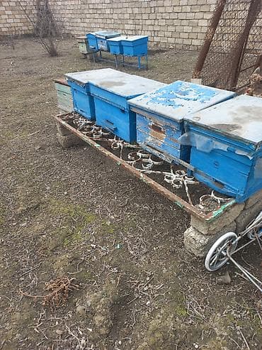 baliq toru satilir: Arıçılıq üçün taxta arı yeşikləri (pətəklər) dəsti. - Material: ağac — 1