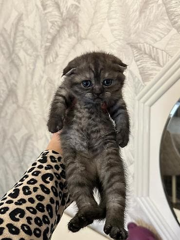 boz pişik: Şotland yastı qulaq — 2