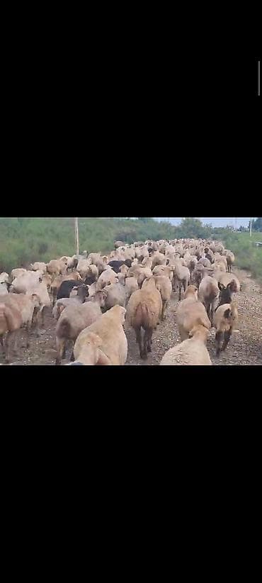 qoyun satilir: Dişi, il: 1, 60 kq, Damazlıq, Ünvandan götürmə — 6