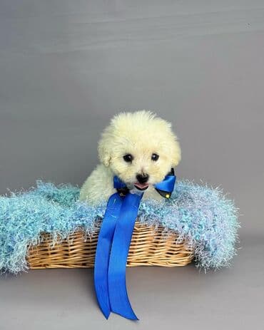 ən gözəl it adları: Bişon Frize — 3