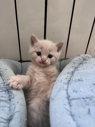 meykun pisik: Britan — 5