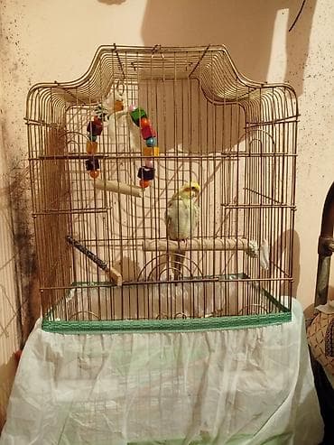 qus qefes: Tam Rucnoy El quwudur . Anasi Albino. Atasi lutinodu. Cox Saglam Uzun — 4