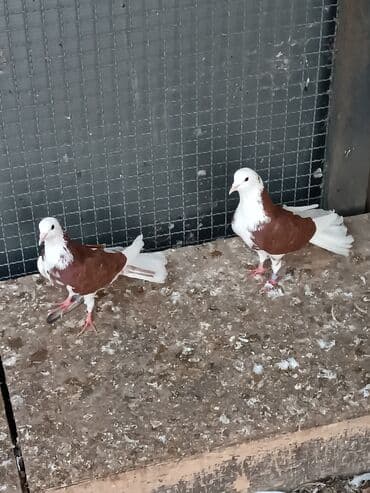 dəvəquşu yumurtası qiyməti: Şəkillərin hamısına baxın. hər cinsdə quşlar satılır . qiymət biri — 17