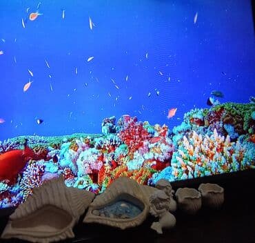 deko: Sifariş öncədən qəbul olunur — 11