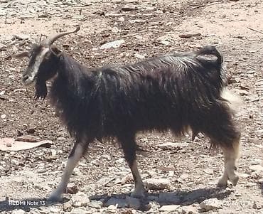 Dişi, il: 3, Damazlıq, Südlük, Ünvandan götürmə — 3