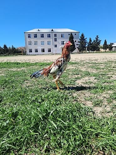 sotland pisik satisi: Sahibləndirilir — 2