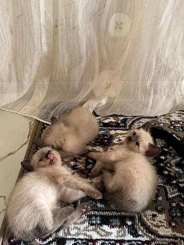 siam pisiyi haqqinda: Siam — 9