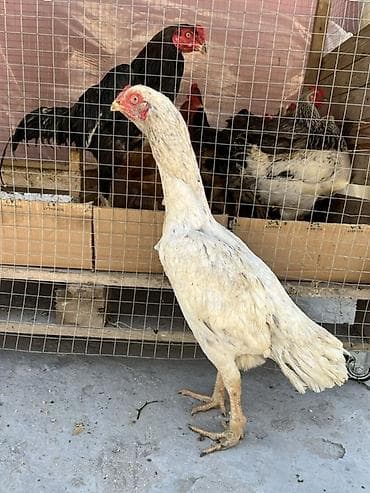 toyuqlar satilir: Toyuq, Damazlıq — 3