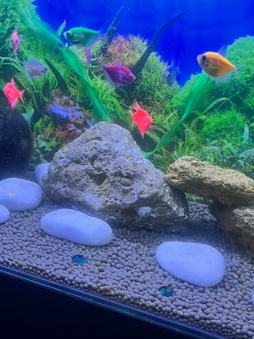 qus yuvasi duzeltmek: Akvarium-şkaf, Balıqlarla birlikdə, 90 l, Ödənişli çatdırılma — 7