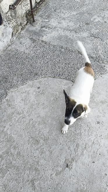 doberman balası: Zvonok, 4 ay, Erkek, Ünvandan götürmə — 2