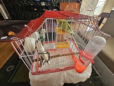 quş üçün qəfəs: Bala verməyə hazırlaşan muhabbət quşları. Sağlamdırlar və aktiv — 2