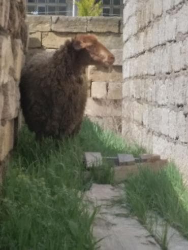 bordaq qoyun: Qoyun – yerli cins cavan qoyundu 1ci qarina bogazdi - Fotoşəkillərdə — 2