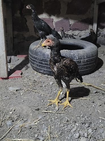 cuce gence: Gördüyünüz təmiz qan cins xoruzdan olan cücəlır xoruz meydan görmüş — 8