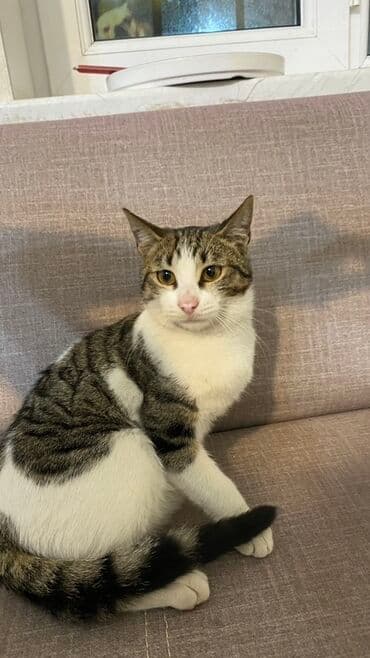 ev itiləri: Tabbi, Yaxşı əllərə — 1