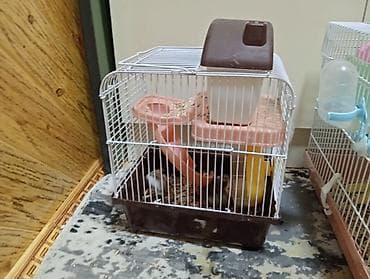 hamster satış: Hamster(dağsıcanı).Ədədnən cütnəndə satılır.Yuvasıynan başqa qiymətə — 2