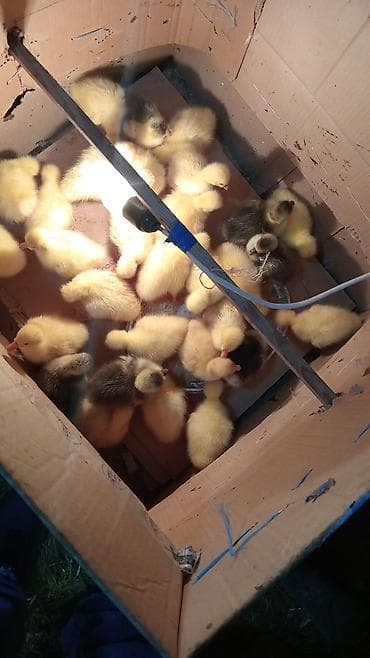 Птицы: Məhsul: Qaz Amerikan linda kuban hər iksindən Təsvir: - Yumurtaçı və — 3