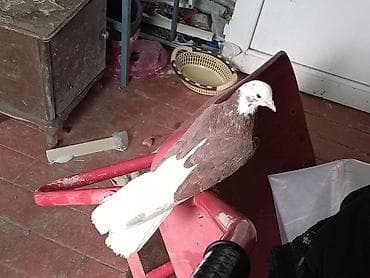 feniks quşu: Babayevisqi ağ baş ağ quruğ erkeydi 16_17 tük qiymət sondu ünvan — 3