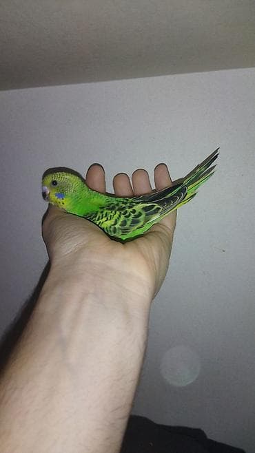 xaski it adlari: Il — 8