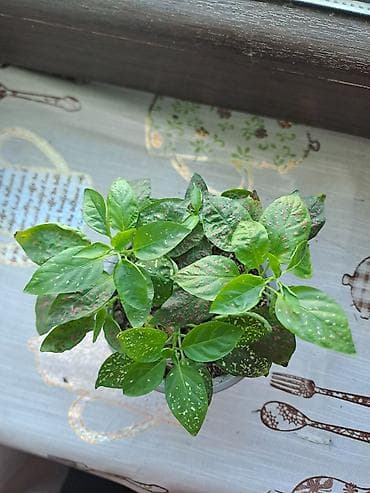 bitki guli: İçməkan bəzək bitkisi – Aqualqa (Hypoestes/“Polka dot plant”) tipli — 2