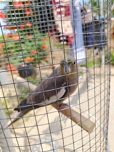 ucuz quşlar: Dişidir. Sağlamdır. Yuvası ilə bir yerdə 35 manat. Yuvasısız 40 manat — 9