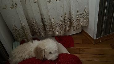 Птицы: Пудель — 3