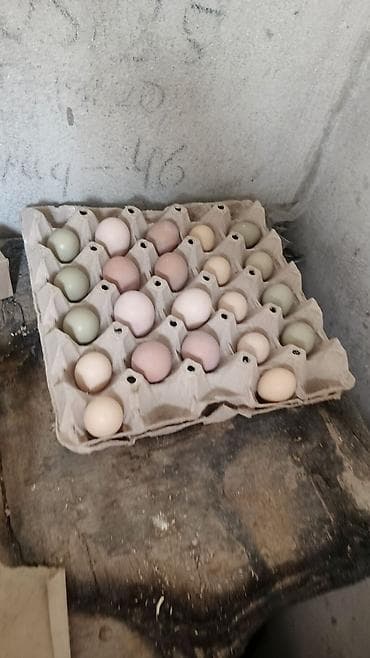 canli urek sekilleri: Gümüşü qızılı qirqovul yumurtası — 1